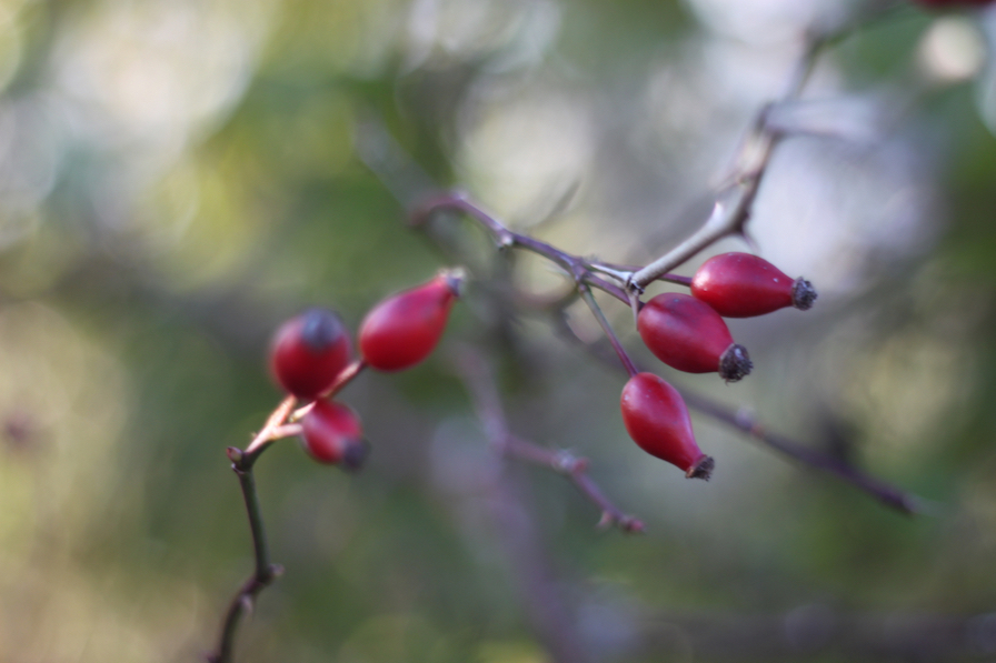 Rose Hips, South Downs, School of the Wild