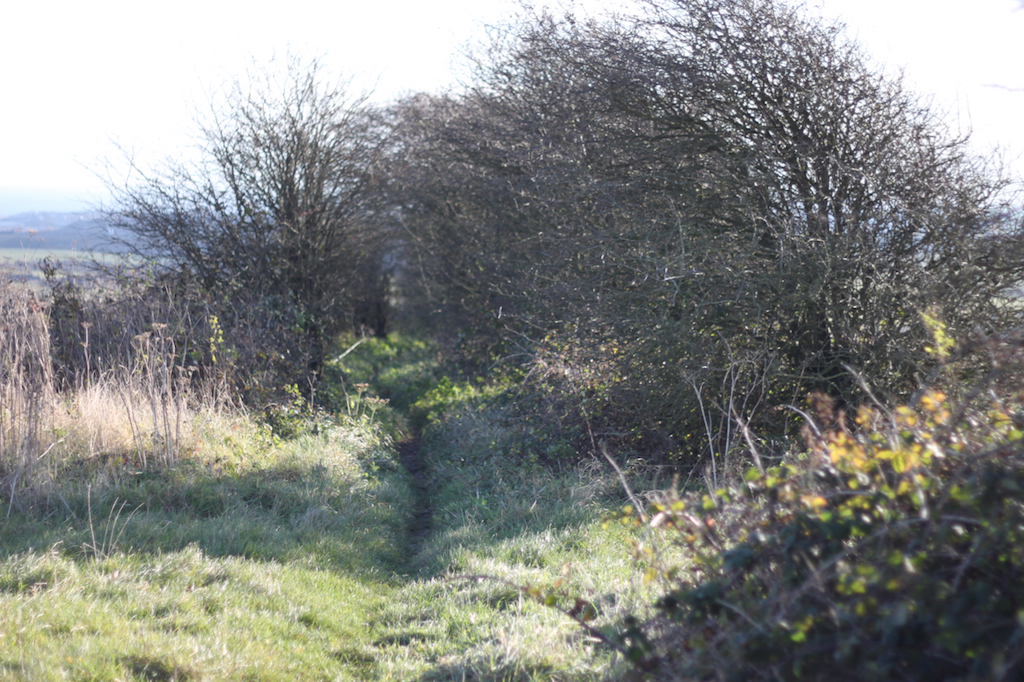 Footpath, South Downs - School of the Wild